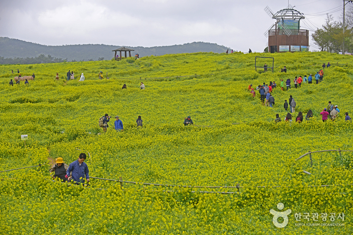 고창 청보리밭축제